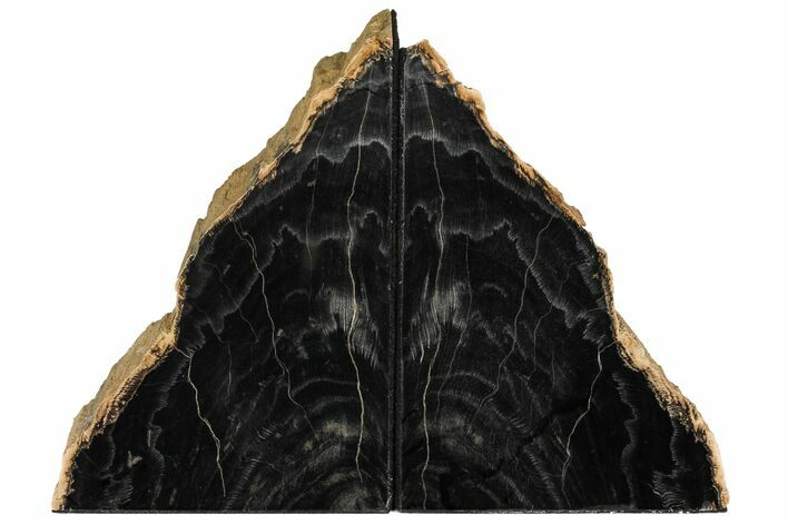 Petrified Wood Bookends - Oregon #111109